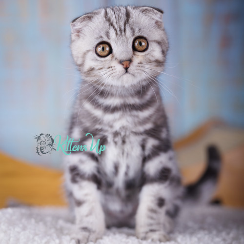 476 Orbit (U) Scottish Fold shorthair male kitten Kittens Up