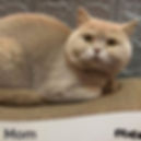 Thumbnail: British longhair