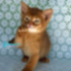 Abyssinian