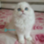 Scottish fold