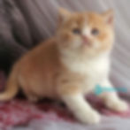 Thumbnail: British shorthair