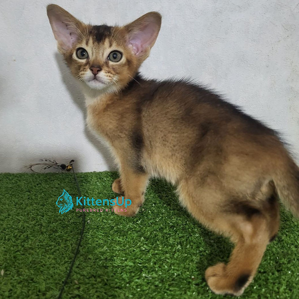 Abyssinian