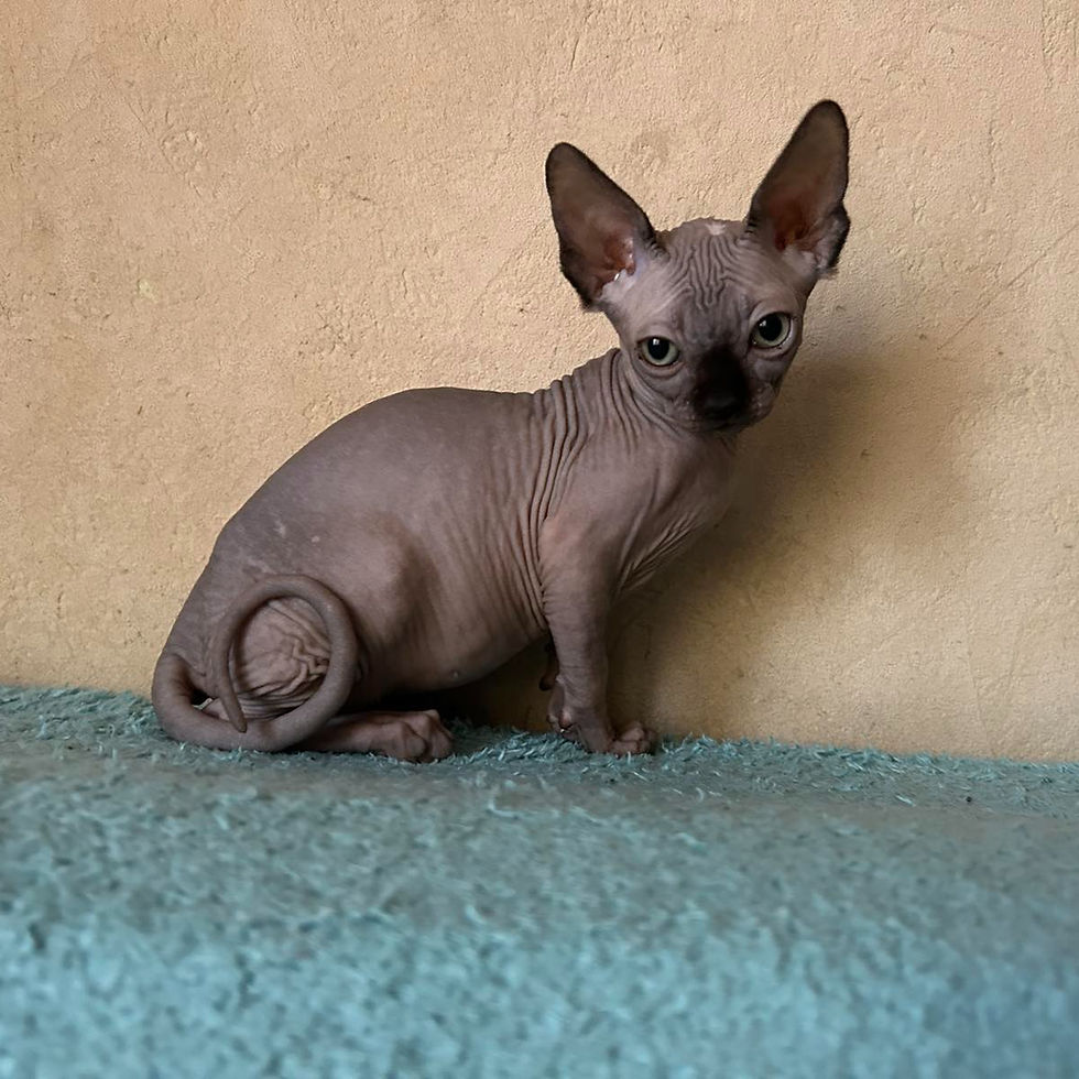 Thumbnail: 269 Fixy (U) Sphynx female kitten