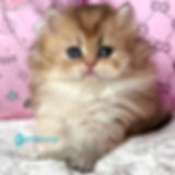 British longhair