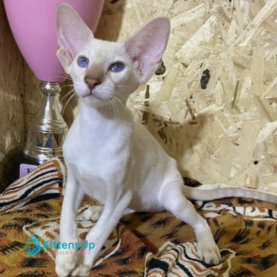 Siamese