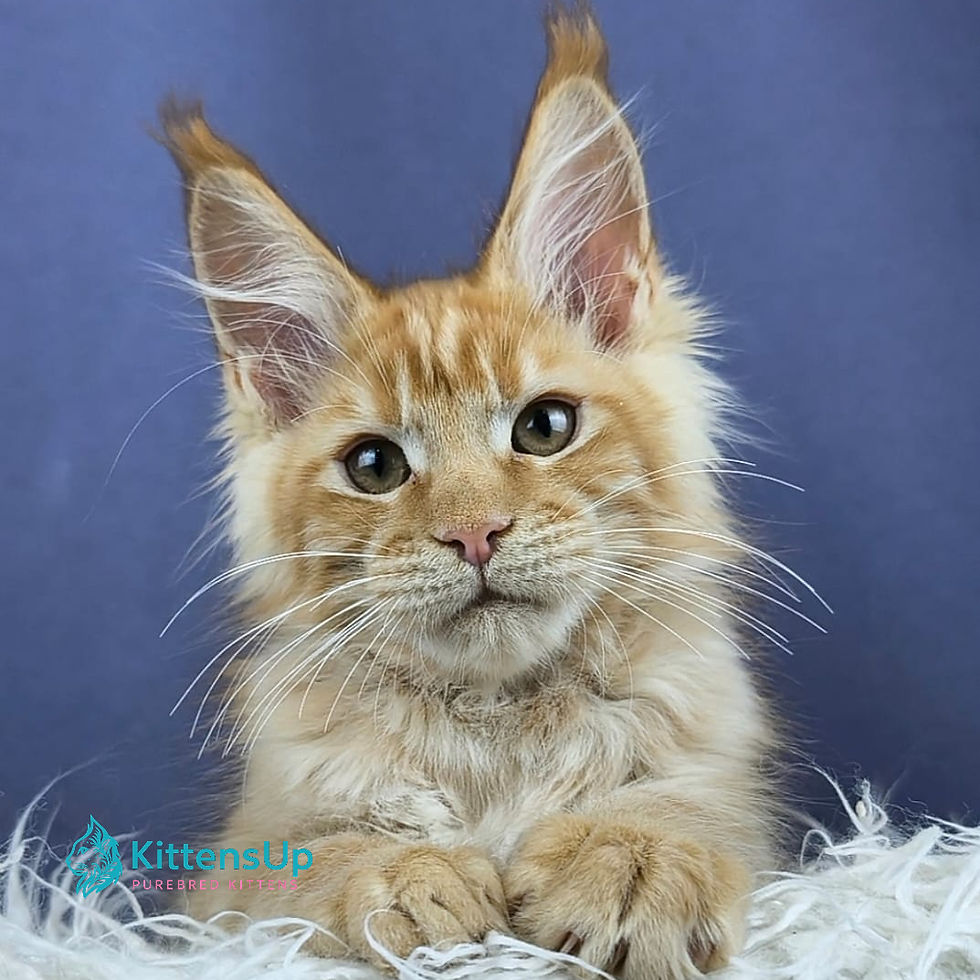 Maine Coon
