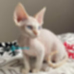 Devon Rex