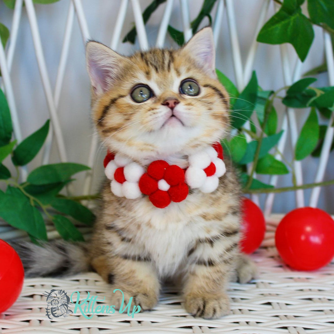 354 Freya (U) Munchkin shorthair female kitten