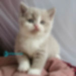 Thumbnail: British shorthair