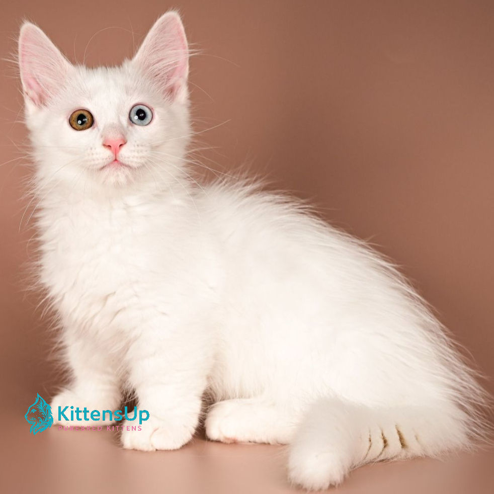 215 Amina (R) Munchkin shorthair female kitten