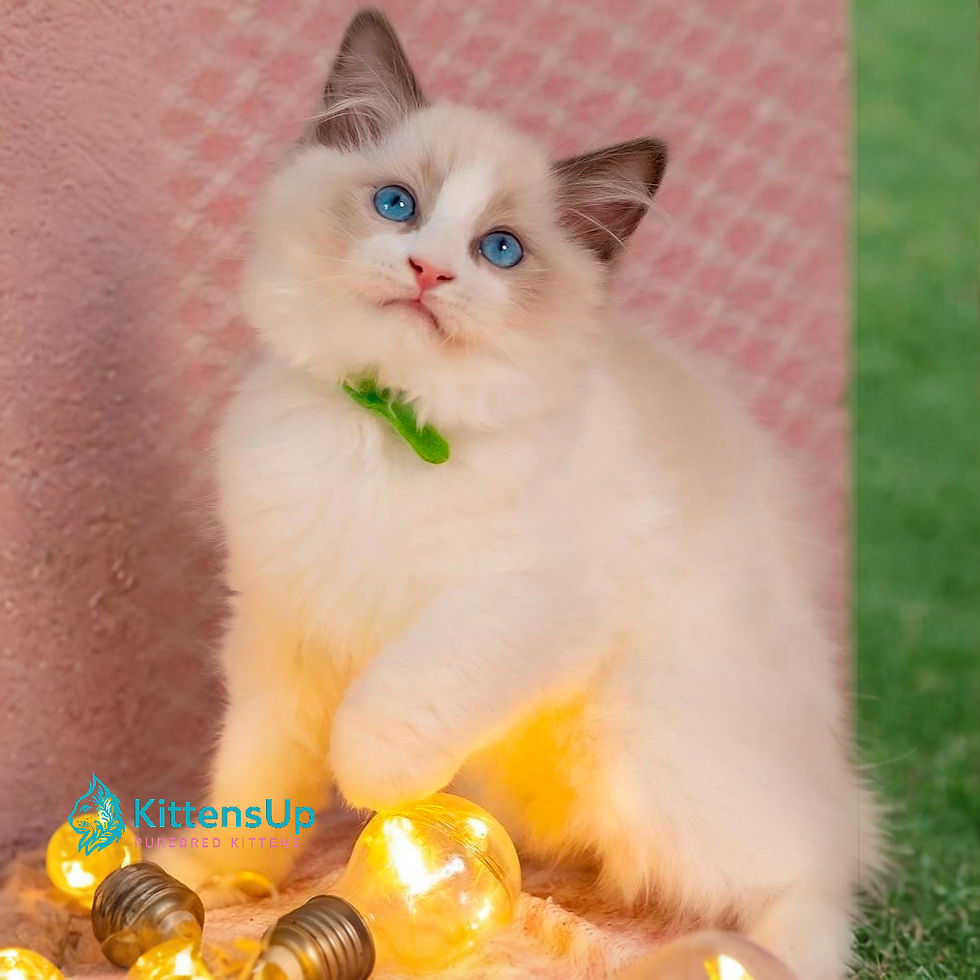 Ragdoll
