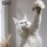 Thumbnail: Maine Coon