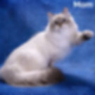 Thumbnail: Siberian