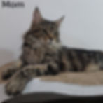 Thumbnail: Maine Coon
