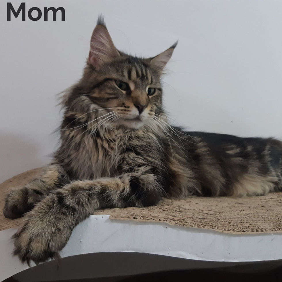 Thumbnail: 637 Hugo (U) Maine Coon male kitten