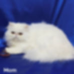 Thumbnail: Persian longhair