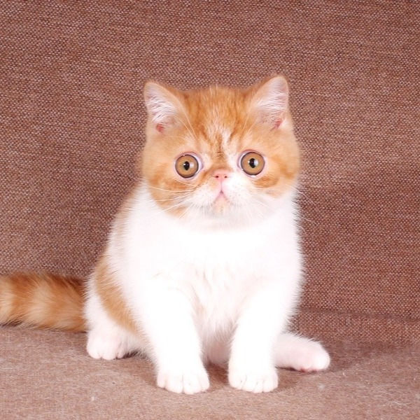 Thumbnail: 068 Marmelade (R) Exotic shorthair male kitten