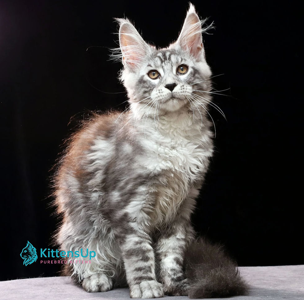 Thumbnail: Maine Coon