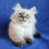 Thumbnail: 431 Tadey (U) Siberian male kitten