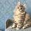Thumbnail: 480 Jewel (U) Maine Coon female kitten