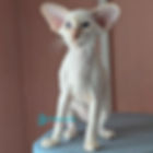 Siamese
