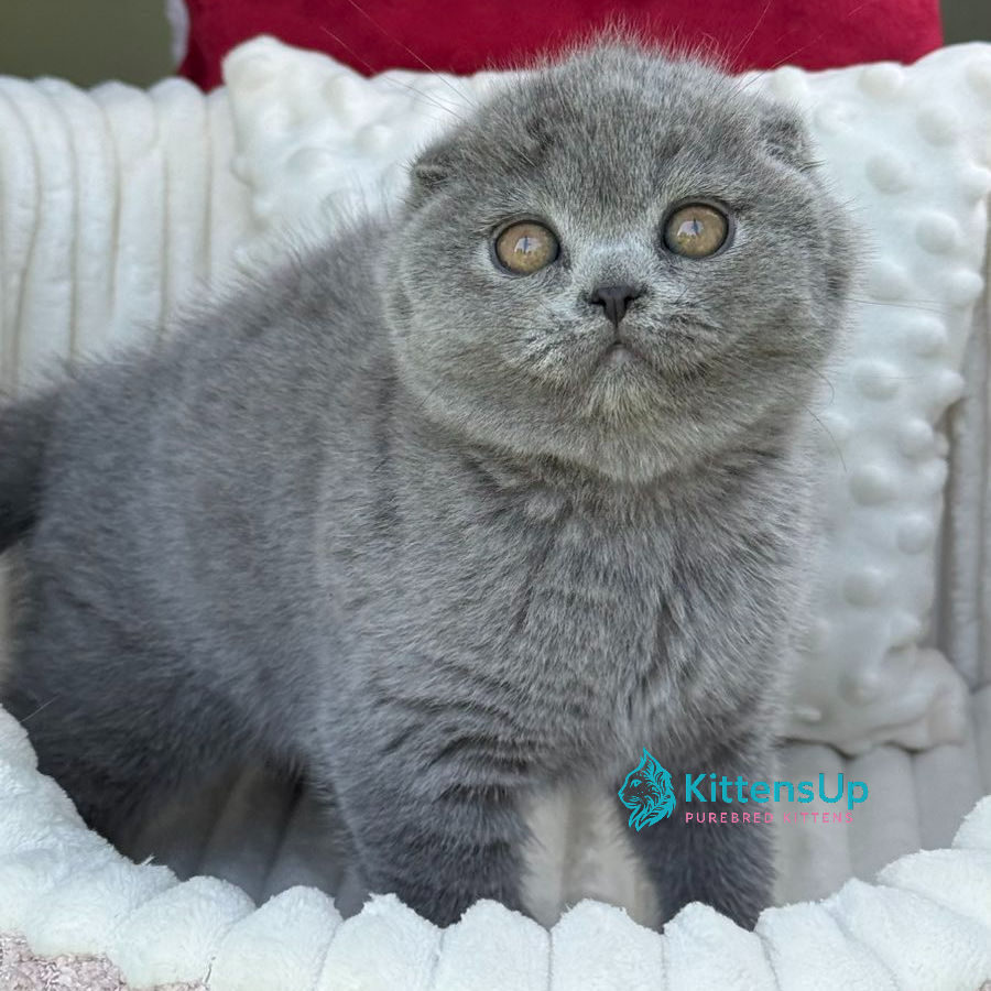 Thumbnail: Scottish fold