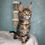 Thumbnail: Maine Coon