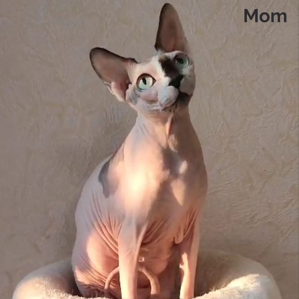 Thumbnail: Sphynx