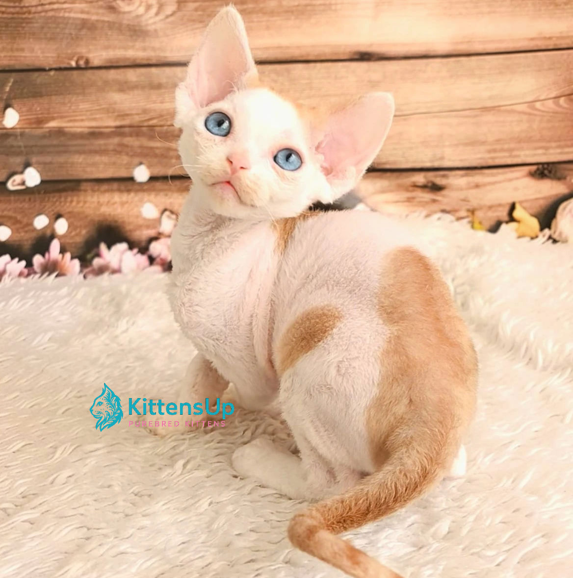 593 Ulysses (R) Devon Rex male kitten