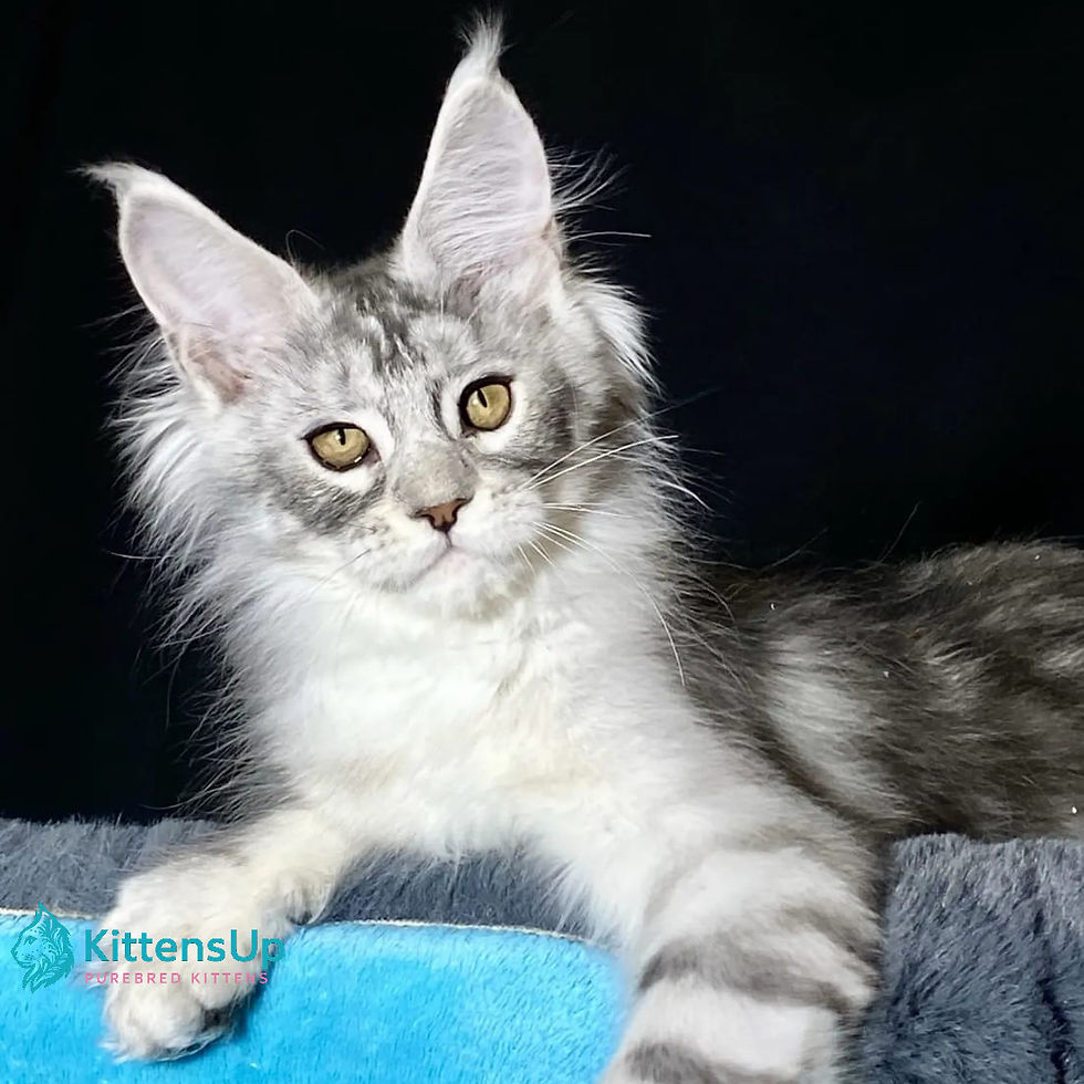 Maine Coon