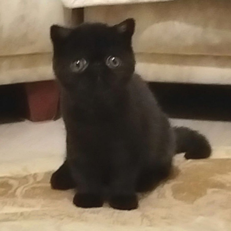 Thumbnail: 081 Kleon (R) Exotic shorthair male kitten