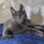 Thumbnail: Maine Coon