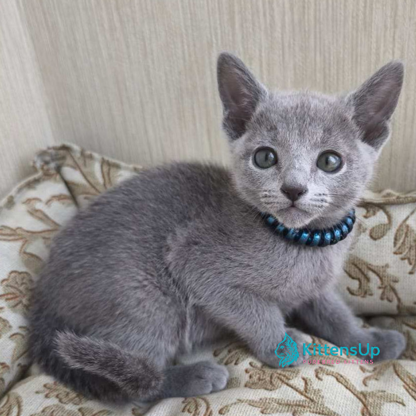 Thumbnail: Russian blue