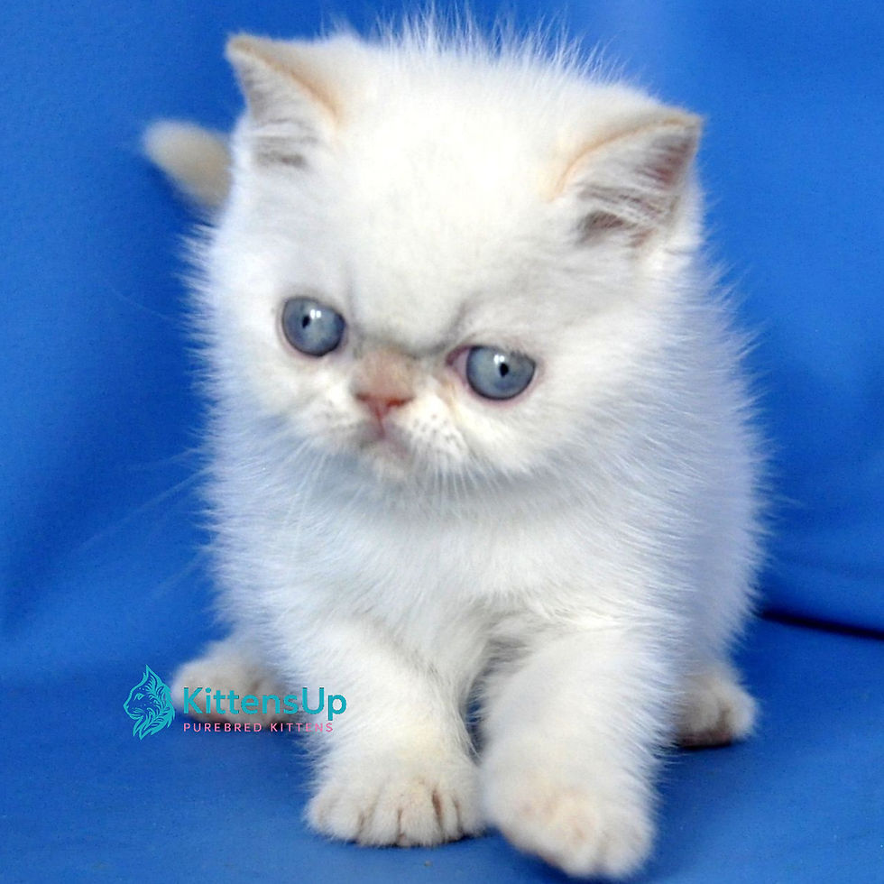 Thumbnail: 303 Missy (U) Exotic shorthair female kitten