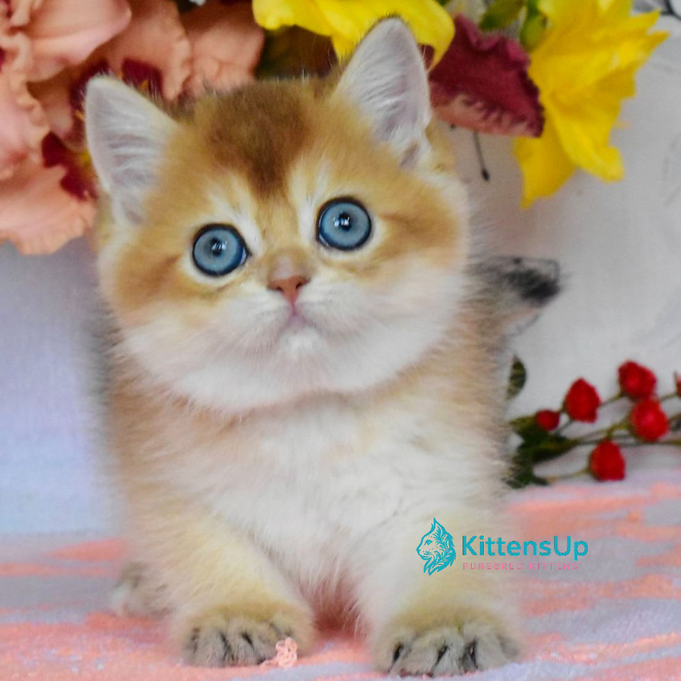 Thumbnail: 580 Dominik (U) British kitten male kitten