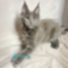 Maine Coon