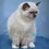 Thumbnail: 447 Minnie (U) Ragdoll female kitten