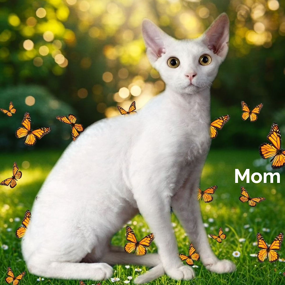 Thumbnail: Devon Rex
