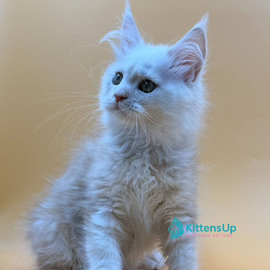 Thumbnail: Maine Coon