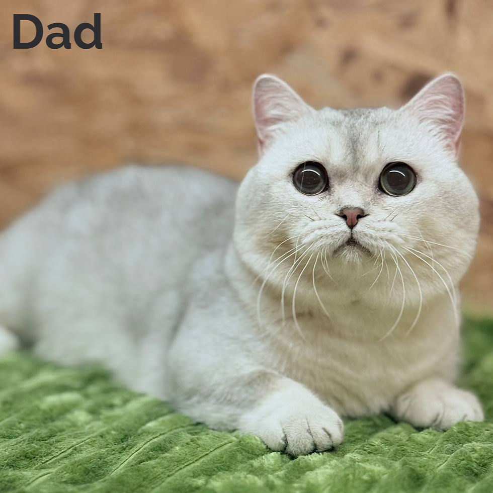 Thumbnail: 289 Zucchi (U) Munchkin shorthair male kitten