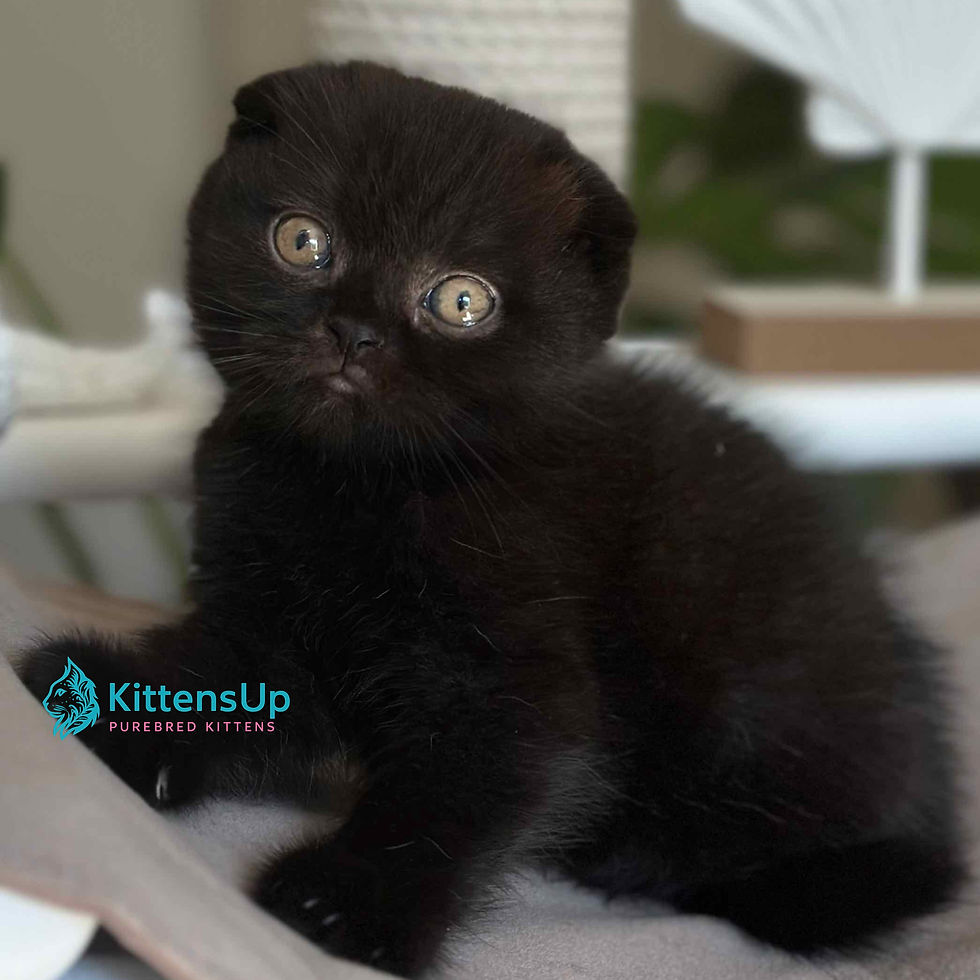 Thumbnail: Scottish Fold