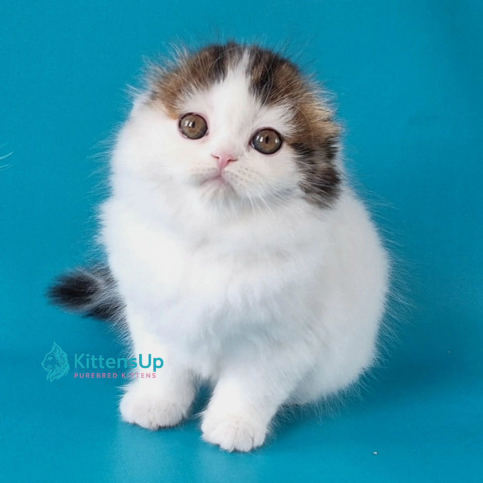 Scottish fold