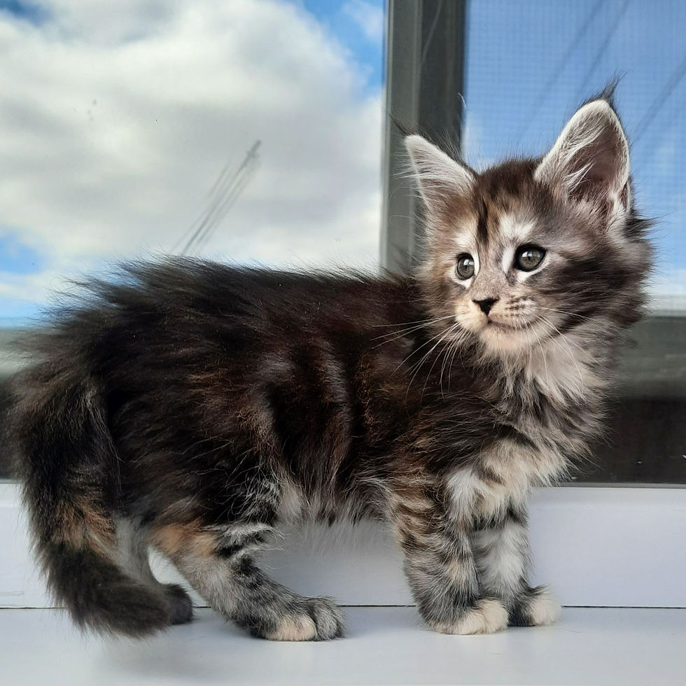 Thumbnail: 711 Betelgeize (U) Maine Coon  female kitten