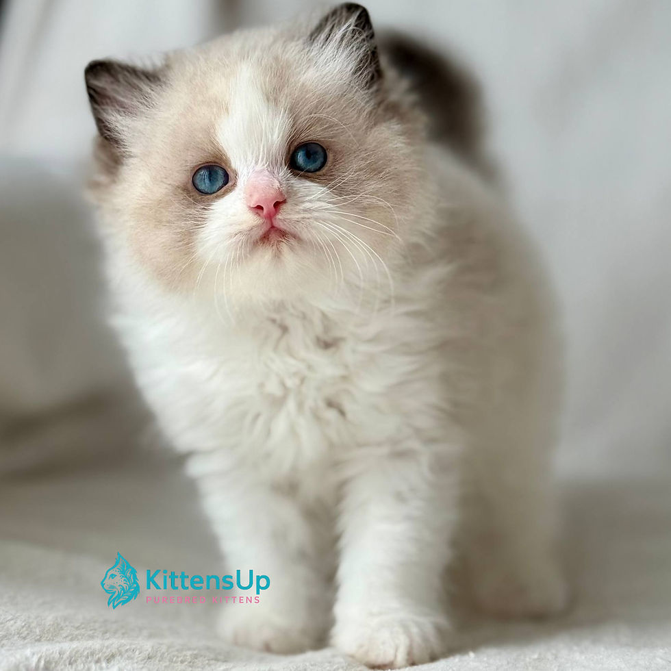 Ragdoll