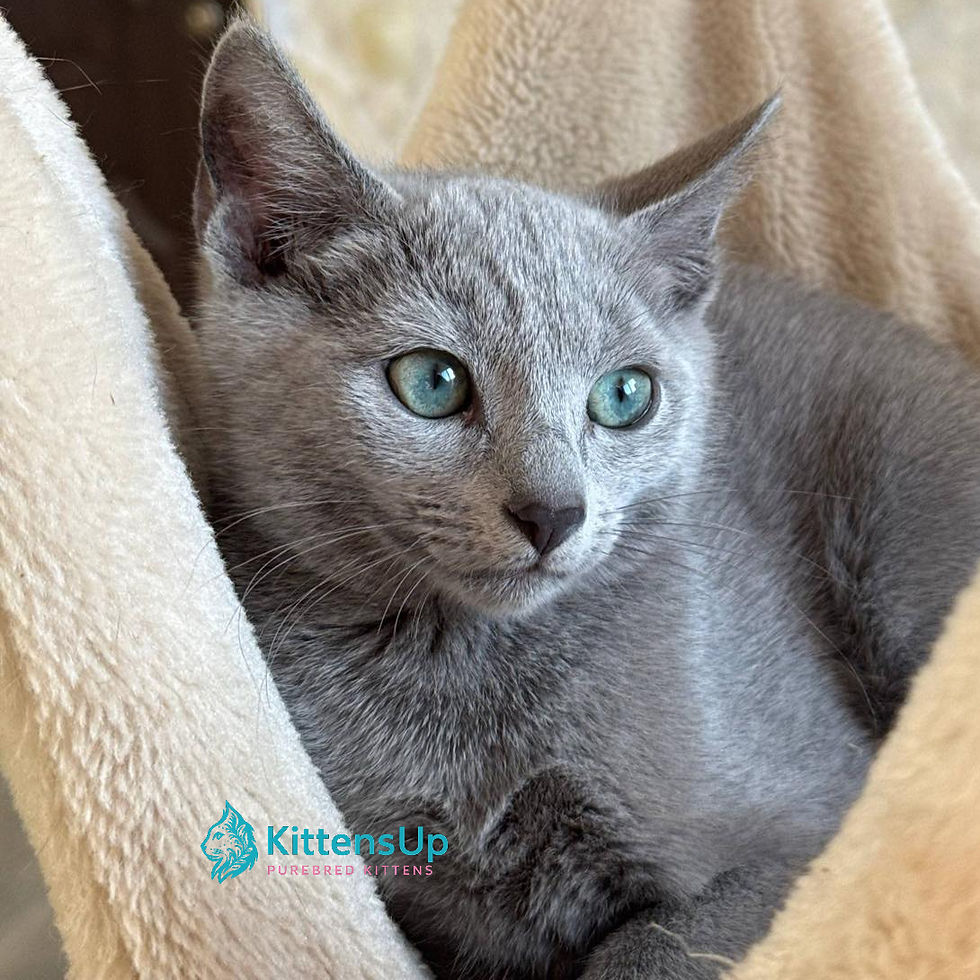 Russian blue