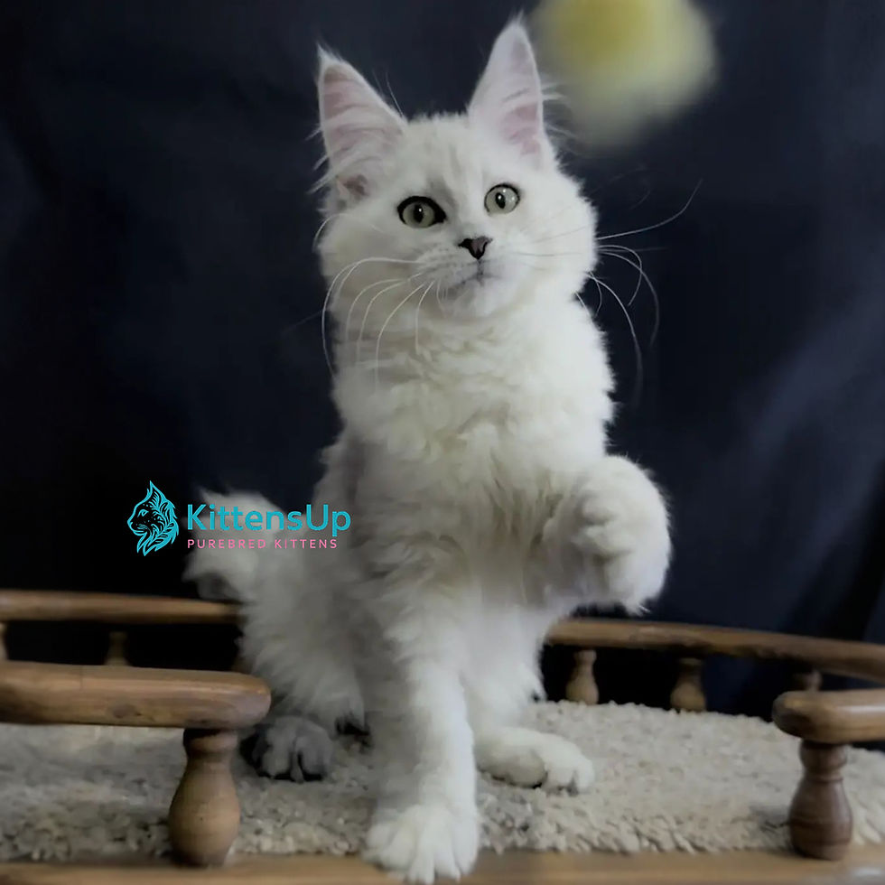 Maine Coon