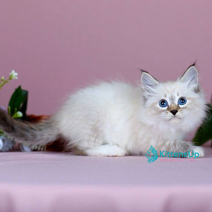 Thumbnail: Siberian
