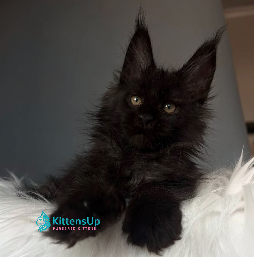Ferrari black male Maine Coon kitten available at KittensUp