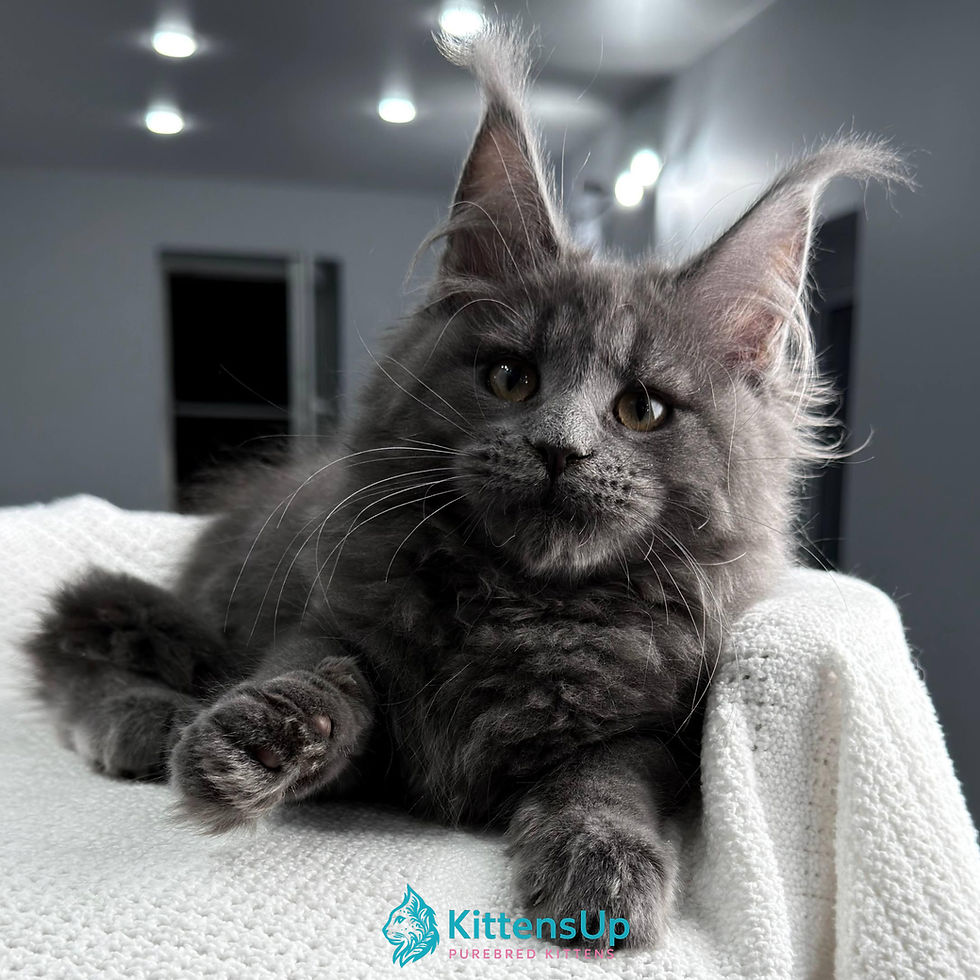 Maine Coon