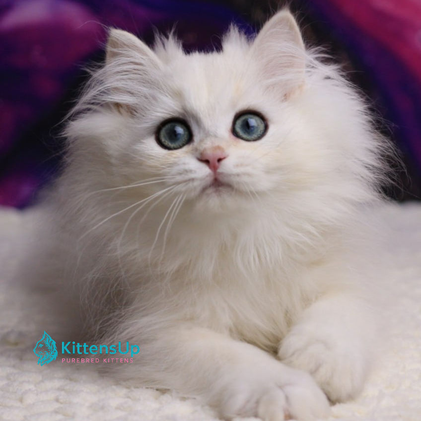 British longhair